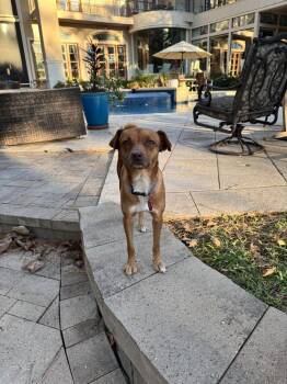 Scarlet -  Dachshund Dog for Adoption in Richmond, Texas - Scarlet | PetCurious