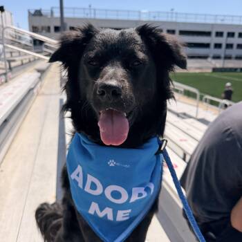 Australian Shepherd and Flat Coated Retriever Dogs Available for Adoption in Mettawa, Illinois - Osito-Little Bear | PetCurious