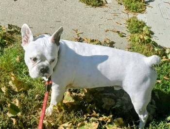 Gavin -  French Bulldog Dog for Adoption in Toronto, Ontario - Gavin | PetCurious