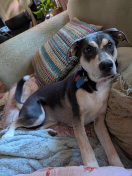 Leia -  Mixed Breed Dog for Adoption in Fredericksburg, Virginia - Leia | PetCurious