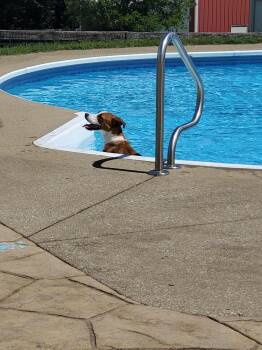 Boxer Dogs Available for Adoption in Goshen, Kentucky - Callie | PetCurious