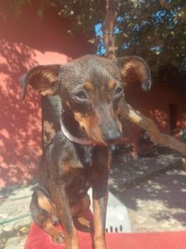 Dachshund and Chihuahua Dogs Available for Adoption in Calgary, Alberta - Karra (Kira) | PetCurious