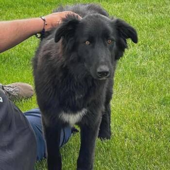 Newfoundland Dog and Mixed Breed Dogs Available for Adoption in Tacoma, Washington - Loretta | PetCurious