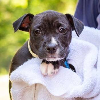 Foxie -  Mixed Breed Dog for Adoption in West Chester, Pennsylvania - Foxie | PetCurious
