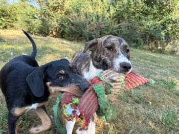Rescue Great Pyrenees Dogs for Adoption in Nashville, Tennessee - Maisey | PetCurious