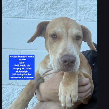 Hotdog Manager Frank -  Labrador Retriever Dog for Adoption in Oviedo, Florida - Hotdog Manager Frank | PetCurious