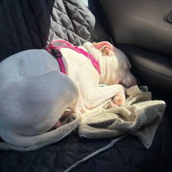Adam (Courtesy Posting) -  Mixed Breed Dog for Adoption in Hopkinton, Massachusetts - Adam (Courtesy Posting) | PetCurious