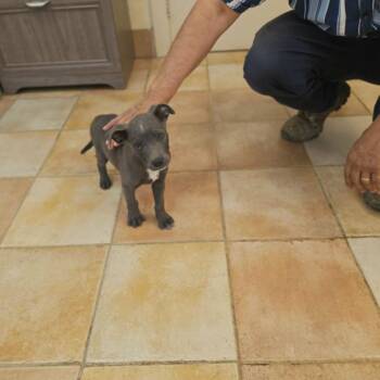 Marvel -  Pit Bull Terrier Dog for Adoption in California City, California - Marvel | PetCurious