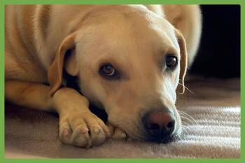 Taco -  Labrador Retriever and Shepherd Dog for Adoption in Amherst, Massachusetts - Taco | PetCurious