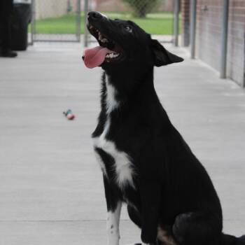 Lily -  Labrador Retriever and Border Collie Dog for Adoption in Mcpherson, Kansas - Lily | PetCurious