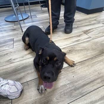 Bobby -  Rottweiler and Mixed Breed Dog for Adoption in Newark, New Jersey - Bobby | PetCurious