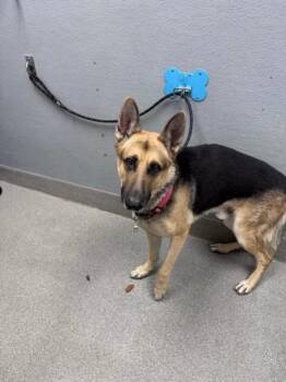 CHIPOTLE -  German Shepherd Dog Dog for Adoption in Las Vegas, Nevada - CHIPOTLE | PetCurious