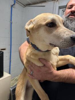 Shepherd Dogs Available for Adoption - Linda (Blue Flower Collar) | PetCurious