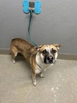 Labrador Retriever and Mixed Breed Dogs Available for Adoption - FOXY | PetCurious