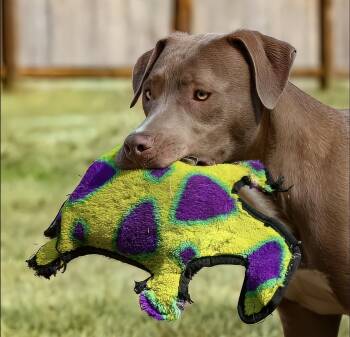American Staffordshire Terrier and Labrador Retriever Dogs Available for Adoption - Tacuari | PetCurious