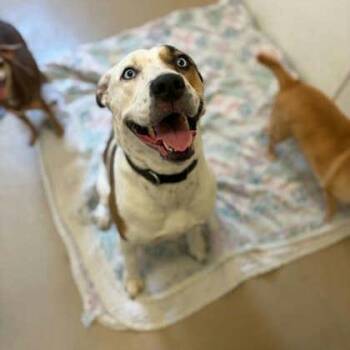 Sweet Pea -  Husky and Mixed Breed Dog for Adoption in La Grange, Kentucky - Sweet Pea | PetCurious