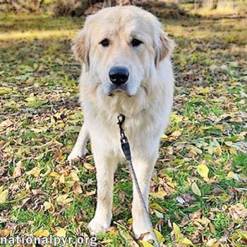 Rescue Great Pyrenees Dogs for Adoption in Beacon, New York - Dakota In NY - Incredibly Sweet & Affectionate! | PetCurious
