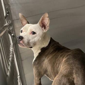 Saturn -  Pit Bull Terrier Dog for Adoption in Des Moines, Iowa - Saturn | PetCurious