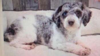 Galilea -  Poodle Dog for Adoption in Washington, District Of Columbia - Galilea | PetCurious