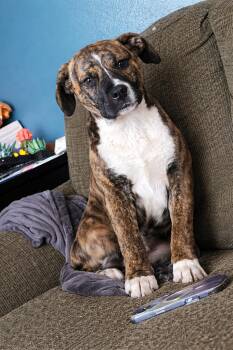 Mixed Breed Dogs Available for Adoption - Reece | PetCurious