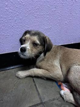 61665755 -  Terrier and Mixed Breed Dog for Adoption in El Paso, Texas - 61665755 | PetCurious