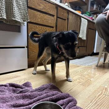 Jack Russell Terrier and Mixed Breed Dogs Available for Adoption - Sassy | PetCurious