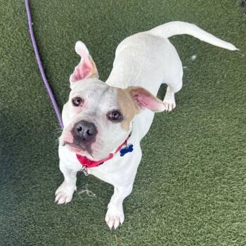 Marie -  English Bulldog and Mixed Breed Dog for Adoption in Columbia, Illinois - Marie | PetCurious