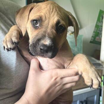 Boxer and Pit Bull Terrier Dogs Available for Adoption in Tampa, Florida - Rachael | PetCurious