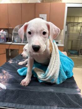 Danielle -  Mixed Breed Dog for Adoption in Bossier City, Louisiana - Danielle | PetCurious