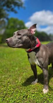 Terrier and Mixed Breed Dogs Available for Adoption in Palm Coast, Florida - Maki | PetCurious