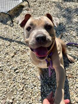 Rescue American Staffordshire Terrier and Shar Pei Dogs for Adoption in Farmingdale, New Jersey - Raven | PetCurious