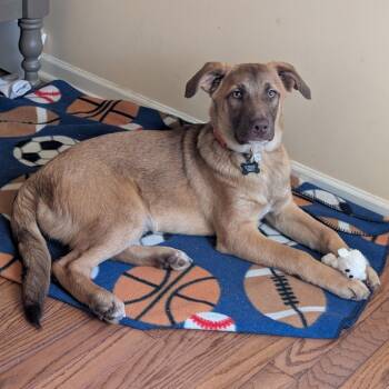 Rescue Retriever and Mixed Breed Dogs for Adoption in Minnetonka, Minnesota - Fernando D66865 | PetCurious