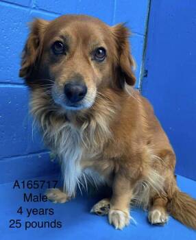 Pomeranian and Mixed Breed Dogs Available for Adoption - Red Rover | PetCurious