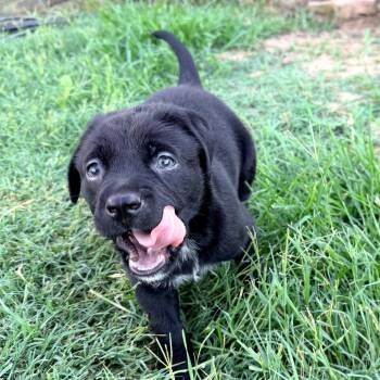 Raven II -  Mixed Breed Dog for Adoption in Mount Pleasant, Texas - Raven II | PetCurious