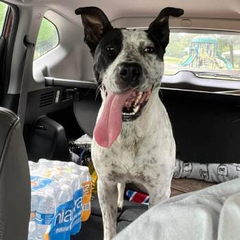 Speckles -  Australian Cattle Dog Blue Heeler Dog Available for Adoption in Klein, Texas - Speckles | PetCurious