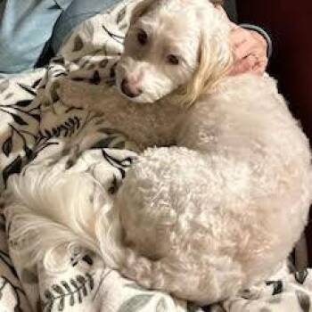 Poodle and Tibetan Terrier Dogs Available for Adoption in Bellingham, Washington - Marley | PetCurious