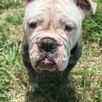 Velma -  English Bulldog and American Bulldog Dog for Adoption in Austin, Texas - Velma | PetCurious