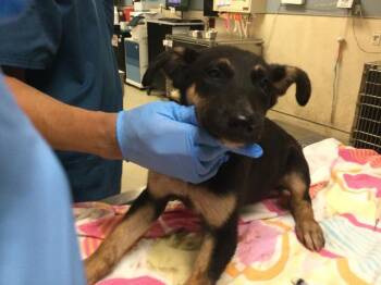 RUFFLES -  German Shepherd Dog Dog for Adoption in Riverside, California - RUFFLES | PetCurious