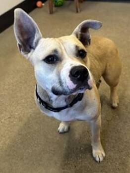 Nala -  Pit Bull Terrier Dog for Adoption in Cleveland, Ohio - Nala | PetCurious
