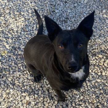 Rescue Mixed Breed Dogs for Adoption in Columbia, Missouri - Pepper | PetCurious