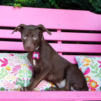 Leah -  Labrador Retriever Dog for Adoption in Wake Forest, North Carolina - Leah | PetCurious