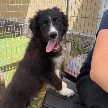 Border Collie and Retriever Dogs Available for Adoption in Loxahatchee Groves, Florida - River 0428 | PetCurious