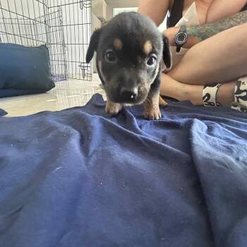 Rescue Mixed Breed Dogs for Adoption in Frederiksted, St. Croix - Augusta | PetCurious