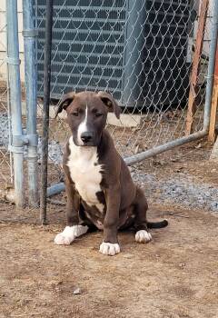 Rescue Labrador Retriever and Weimaraner Dogs for Adoption in Muskogee, Oklahoma - Diamond | PetCurious