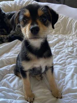 Geneva the scruffy min pin mix -  Miniature Pinscher and Miniature Schnauzer Dog for Adoption in Muskego, Wisconsin - Geneva The Scruffy Min Pin Mix | PetCurious