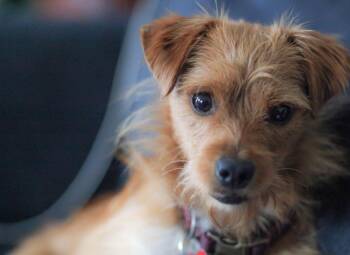 Biscuit -  Terrier Dog for Adoption in San Diego, California - Biscuit | PetCurious