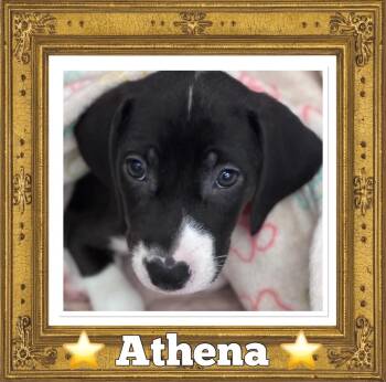 Athena -  Labrador Retriever and Hound Dog for Adoption in Sanford, North Carolina - Athena | PetCurious