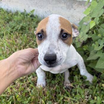 Rescue Terrier Dogs for Adoption in Harlingen, Texas - Crew The Broken Pup | PetCurious