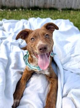 Rescue Mixed Breed Dogs for Adoption in Dickson, Tennessee - Walker | PetCurious