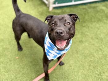 Koda -  Mixed Breed Dog for Adoption in New York, New York - Koda | PetCurious